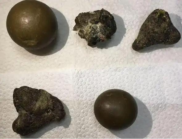 巴马瑶族自治县动物宝长期收购